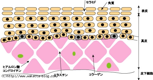 皮膚の断面図