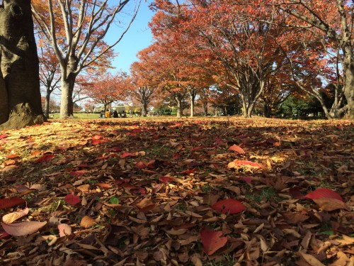 秋の公園 枯れ葉