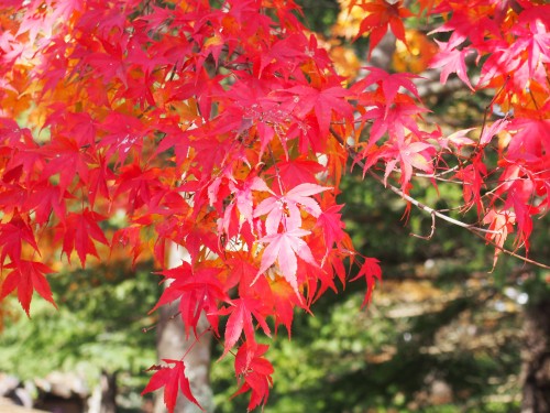 虹の郷 紅葉