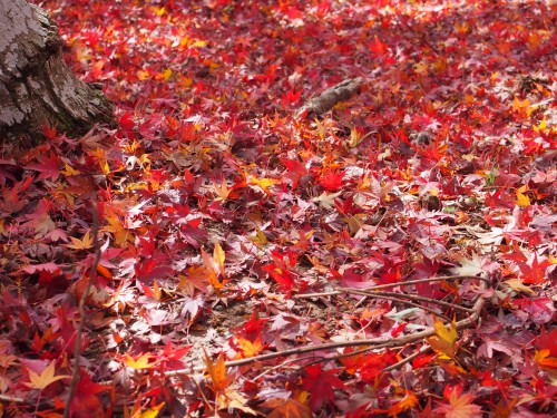 虹の郷　紅葉