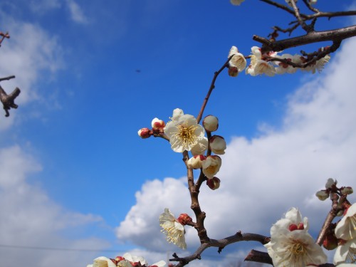 梅の花